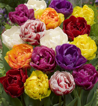 Tulpe DOUBLE MIXED Packungsinhalt 5 St.