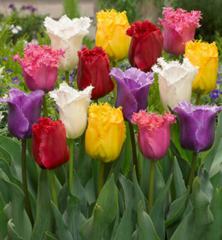 Tulpe FRINGED MIXED Packungsinhalt 5 St.