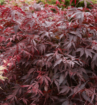 Fcherahorn 'BURGUNDY LACE' 30-40 cm, Cont. 2,5 l