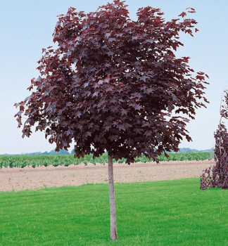 Spitzahorn ROYAL RED 200-250 cm, Cont. 12 l