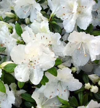 Japanische Azalee MARY HELEN 20-30 cm, Cont. 2,5 l