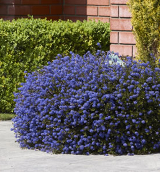 Sckelblume BLAUER SAPHIR 40-50 cm, Cont. 2,5 l