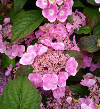 Tellerhortensie �BLUE CLOUDS�� 20-30 cm, kont. 2,5 l
