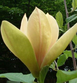Magnolie SOLAR FLAIR 50-60 cm, Cont. 3 l