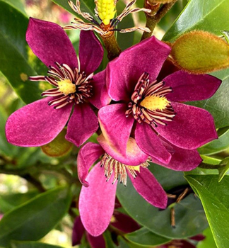 Bananenstrauch-Magnolie �STELLAR RUBY� 30-40 cm, kont. 3 l