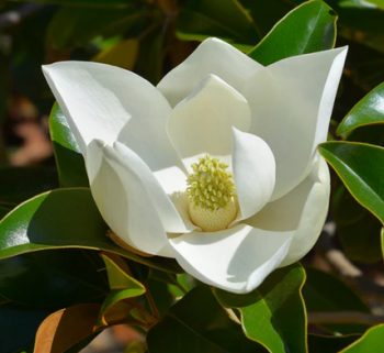 Immergrne Magnolie  60-70 cm, Cont. 5 l