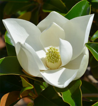 Immergr�ne Magnolie  70-80 cm, Cont. 5 l