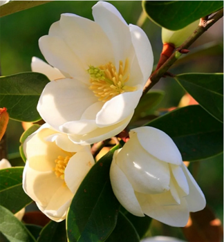 Magnolie �FAIRY HONEY VELVET� 50-60 cm, Cont. 2 l