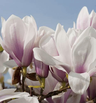 Tulpenmagnolie SUPERBA 40-50 cm, Cont. 5 l