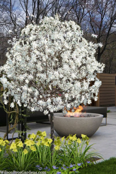 Magnolie �ROYAL STAR� auf Stamm 120 cm, Cont. 12 l