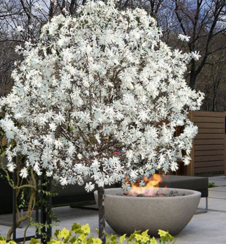 Magnolie �ROYAL STAR� auf Stamm 120 cm, Cont. 12 l