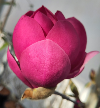 Magnolie APHRODITE 120-140 cm, Cont. 10 l