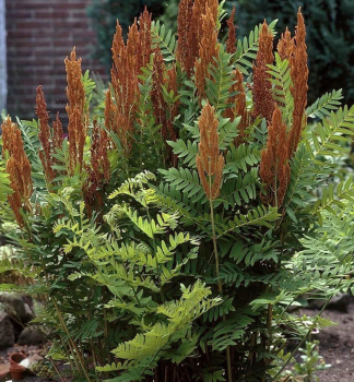 Schildfarn OSMUNDA PURPURASCENS Cont. 1,7 l