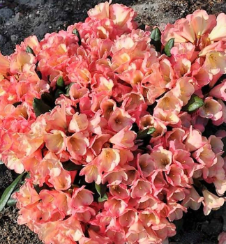 Rhododendron BARBARELLA 20-30 cm, Cont. 4 l