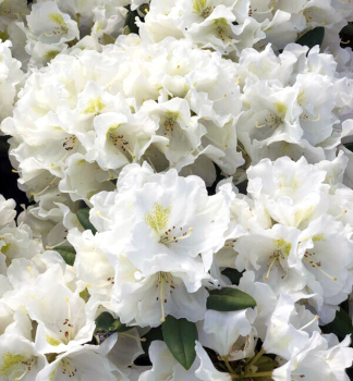 Rhododendron PORZELLAN 30-40 cm, kont. 1,3 l