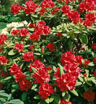 Rhododendron SEPTEMBER RED 40-50 cm, Cont. 5 l