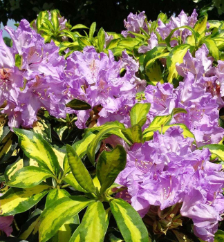 Rhododendron BLATTGOLD 20-30 cm, Cont. 5 l