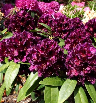 Rhododendron DRAMATIC DARK 30-40 cm, Cont. 5 l