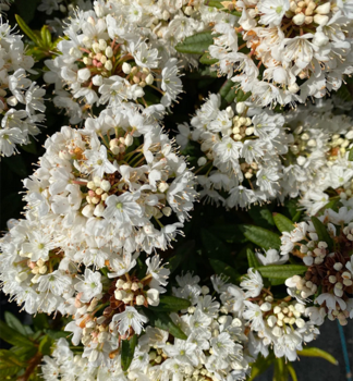 Rhododendron MILKY WAY 20-30 cm, Cont. 2 l