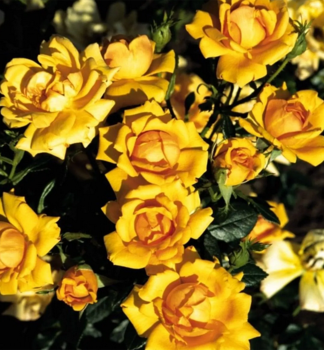 Rose AMBER NECTAR, Cont. 1,5 l