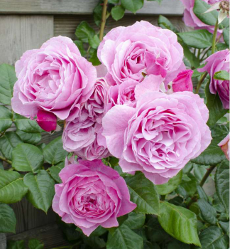 Kletterrose CRAZY IN LOVE PINK, kont. 1,6 l