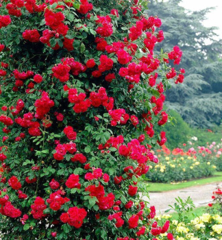 Rose CRAZY IN LOVE RED, kont. 1,6 l