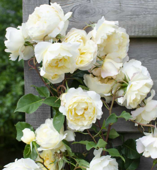 Rose CRAZY IN LOVE VANILLA, kont. 1,6 l