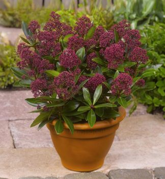 Japanische Skimmie �RUBESTA�� 15-20 cm, Cont. 2 l