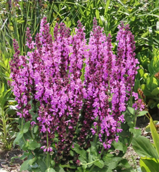 Steppen-Salbei ROYAL MAGENTA kont. 0,5 l