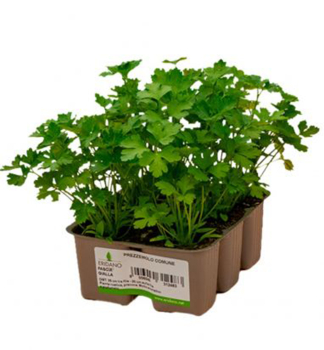 Petersilie �COMUNE� Packung mit 6 Pflanzen