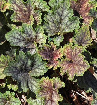 Purpurglckchen BEAUTY COLOUR Cont. 0,5 l