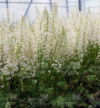 Obr�zok (8)