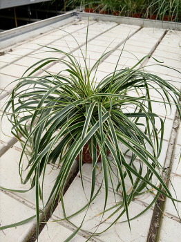 Obrzok (5)