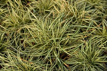 Obrzok (4)