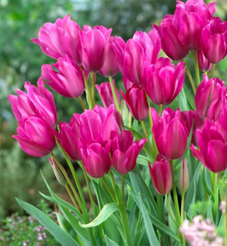 Tulpe NIGHT CLUB Packungsinhalt 5 St.