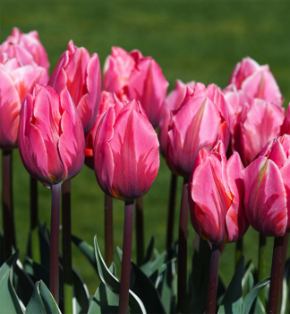 Tulpe PRETTY PRINCESS Packungsinhalt 5 St.