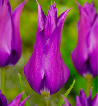 Tulpe PURPLE DREAM Packungsinhalt 5 St.