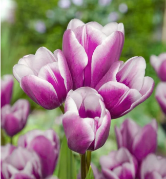 Tulpe PURPLE ELEGANCE Packungsinhalt 5 St.