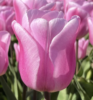Tulpe SYNAEDA AMOR Packungsinhalt 5 St.
