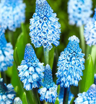 Traubenhyazinthe AZUREUM BLUE Packungsinhalt 10 St.