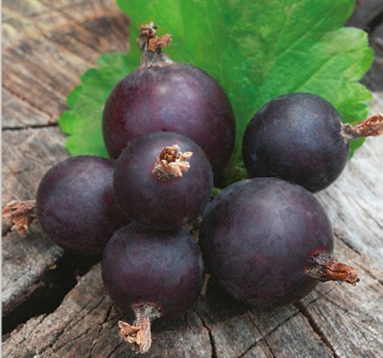 Jostabeere JOGUSTO 40-50 cm, Cont. 2 l
