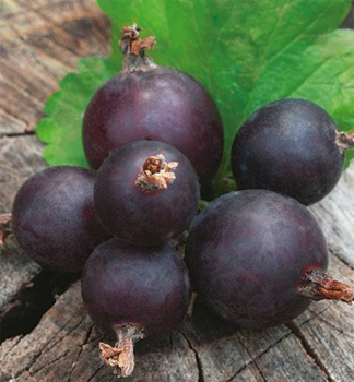 Jostabeere (Strauch) �JOGUSTO�� 40-50 cm, Cont. 2 l