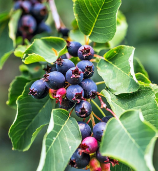 Erlenbl�ttrige Felsenbirne �GREATBERRY� FRUITY� (Amelanchier) 40-50 cm, Cont. 5 l