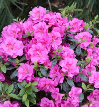 Japanische Azalee �PERFECTO MUNDO�DOUBLE PURPLE� 20-30 cm, Cont. 3 l