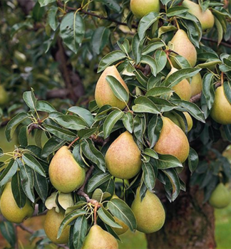 Birnenbaum CHARNEUX Unterlage Kaukasische Birne, wurzelnackt