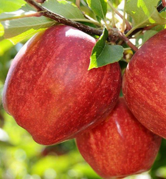 Apfelbaum �STARKING� Unterlage M26, wurzelnackt