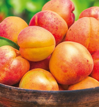 Aprikose TELMA Unterlage Myrobalan, wurzelnackt