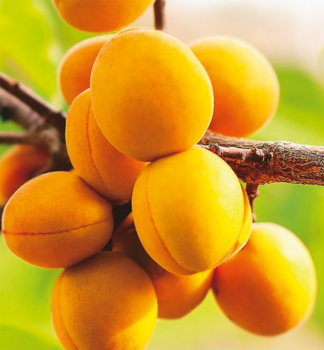 Aprikose VEGAMA Unterlage Myrobalan, wurzelnackt