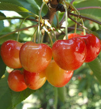 S��kirschebaum �VEGA� Unterlage Colt, wurzelnackt