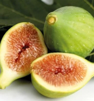 Feigebaum TROIANO 40-50 cm, Cont. 2 l